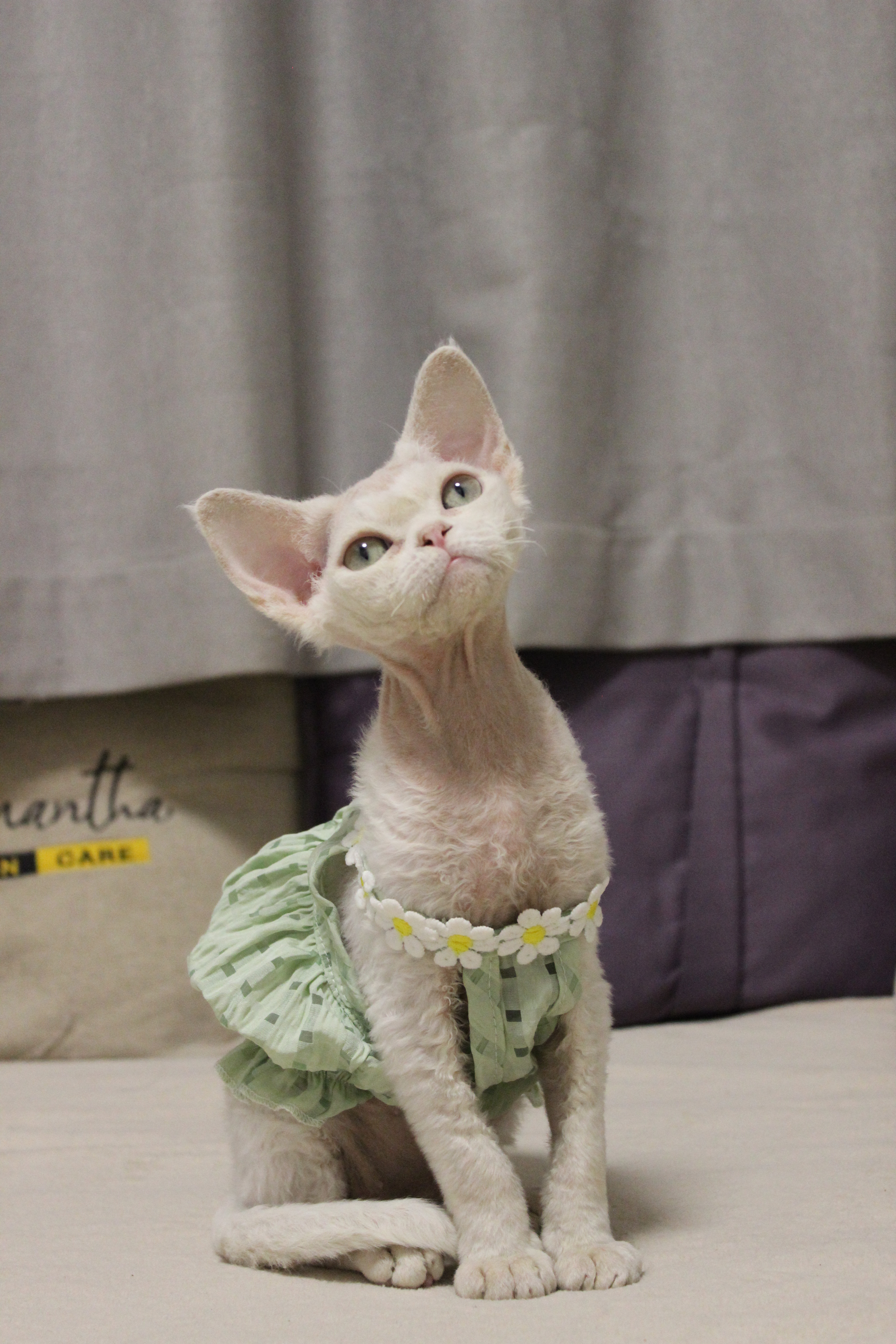 特价999  德文卷毛猫